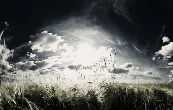 Картинка пшеница, поле, небо, облака, злаки