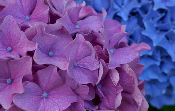 Картинка цветы, фиолетовая, гортензия, соцветие