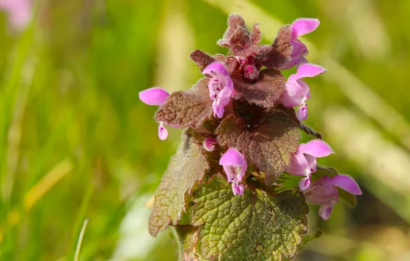 Spring, plant, Purple deadnettle