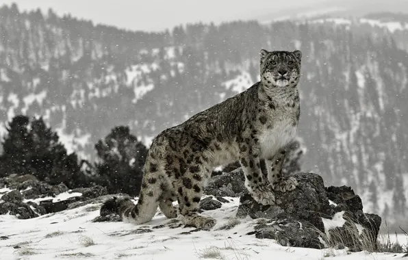 Картинка снег, камни, снежный барс.кошка.стойка