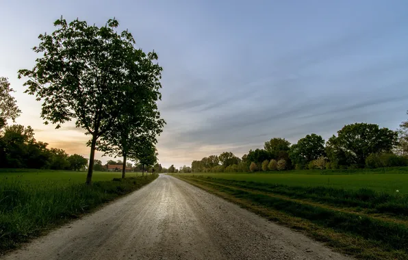 Картинка дорога, небо, дерево