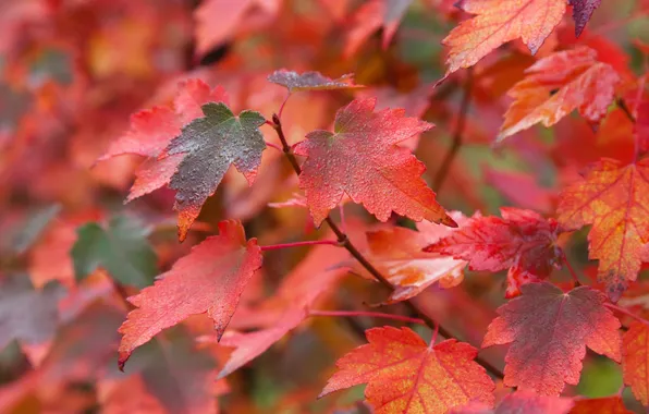 Осень, листья, природа