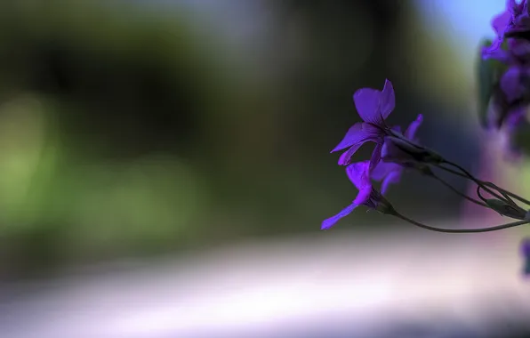 Цветы, green, Purple