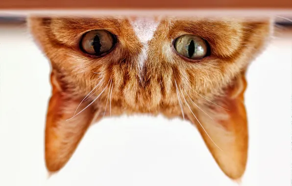 Кошка, глаза, кот, взгляд, мордочка, уши, рыжий кот