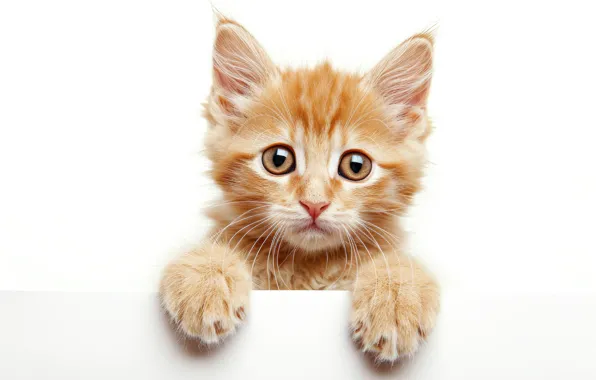 Кошка, взгляд, поза, котенок, портрет, лапки, белый фон, мордашка