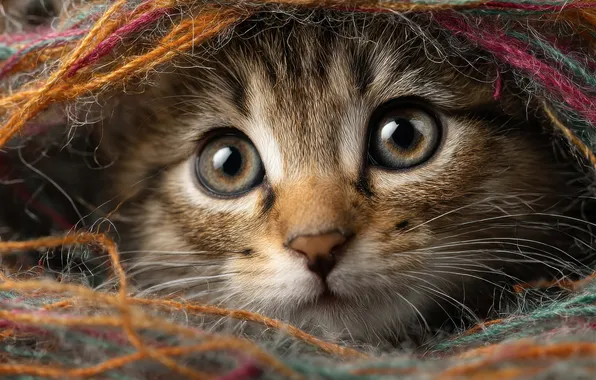 Кошка, глаза, взгляд, поза, котенок, серый, нитки, мордашка