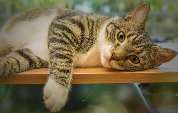 Кошка, кот, серый, лапа, лежит, полосатый