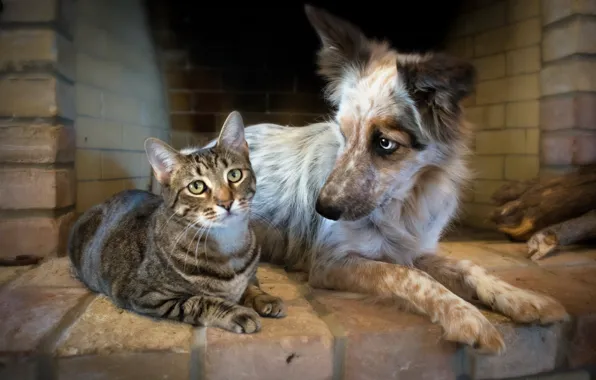 Картинка кошка, собака, дружба