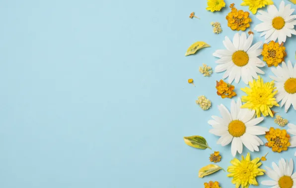 Картинка цветы, ромашки, white, хризантемы, yellow, flowers, background, голубой фон