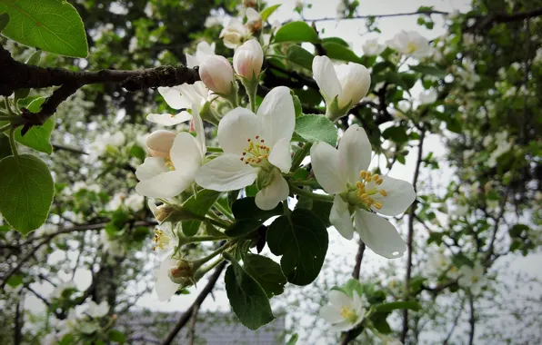 Обои цветущая яблоня, цветы яблони, яблоневый цвет на телефон и рабочий  стол, раздел цветы, разрешение 3264x2448 - скачать