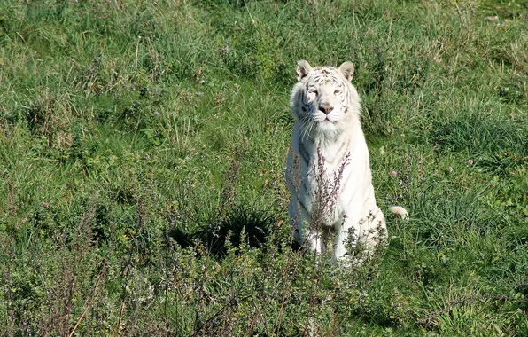 Кошка, трава, солнце, белый тигр