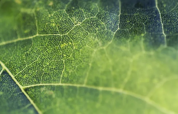 Картинка макро, лист, green, клетки, leaf