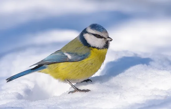 Картинка colorful, beautiful, eating, sight, tit, frost, eurasian, feeder