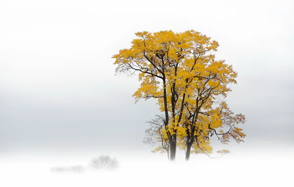 Поле, деревья, туман