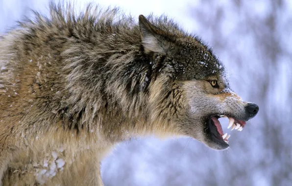 Картинка nature, predator, animal, wolf, wildlife, Canis lupus, portrait., Gray wolf