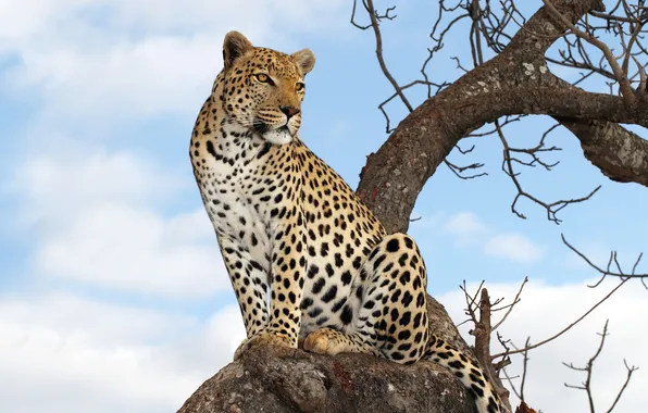 Картинка leopard pose, leopard face, leopard on lookout from tree, leopard isolated