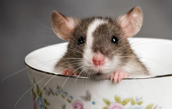 Cup, claws, Mouse