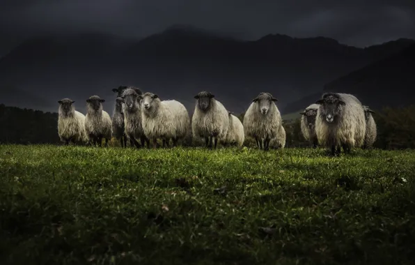 Картинка ночь, природа, овцы