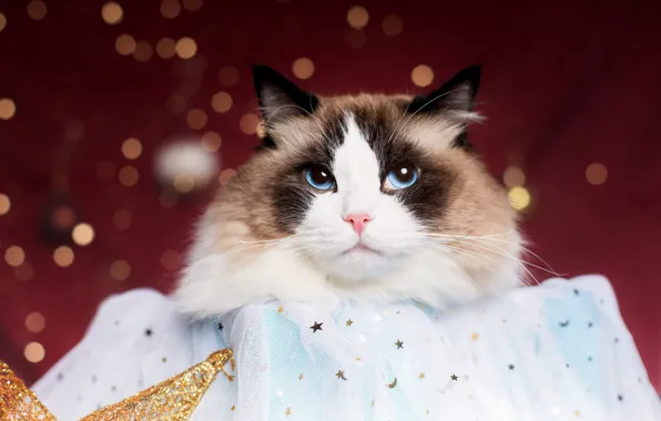 Кошка, кот, взгляд, огни, звезда, портрет, Рождество, Новый год