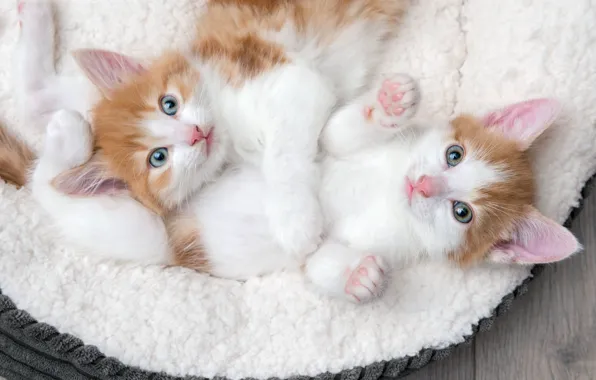 Взгляд, кошки, поза, котенок, вместе, доски, лапки, котята