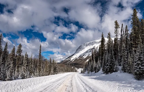 Картинка зима, дорога, лес, снег, ели