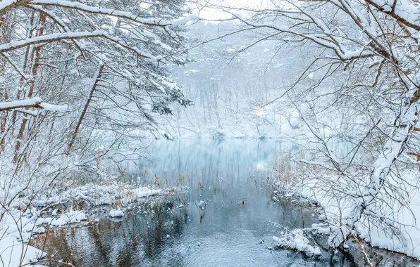 Зима, иней, лес, вода, снег, деревья, ветки, природа