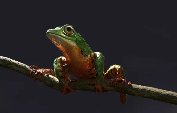 Лягушка, арт, Alessandro Mastronardi, Amazon tree frog: tiger stripes color variation