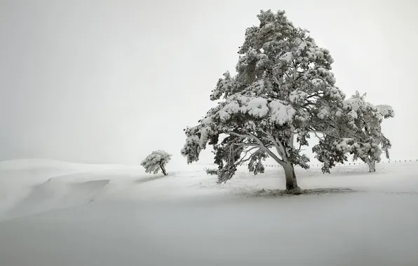 Поле, снег, дерево