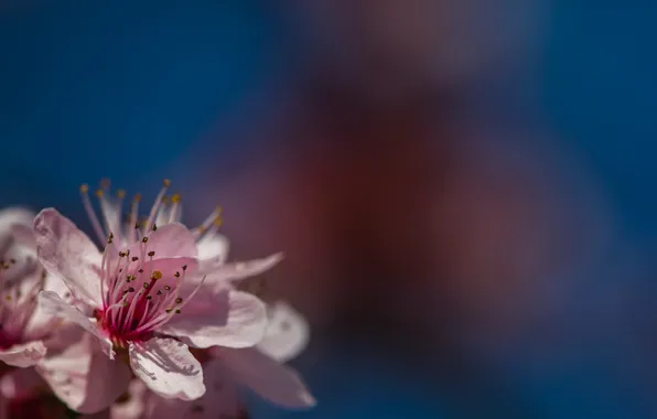 Природа, фон, весна