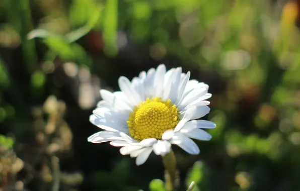 White, flower, daisy
