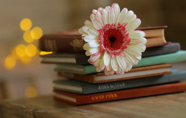 Цветок, книги, стопка