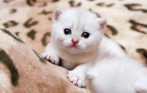 Кошка, белый, взгляд, поза, котенок, лапки, малыш, мех