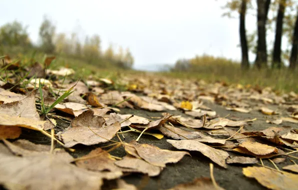 Дорога, осень, небо, листья, макро, природа