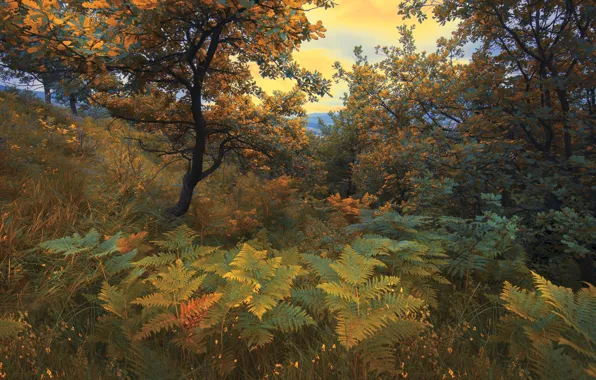 Картинка осень, трава, деревья, пейзаж, горы, природа, папоротник, кусты