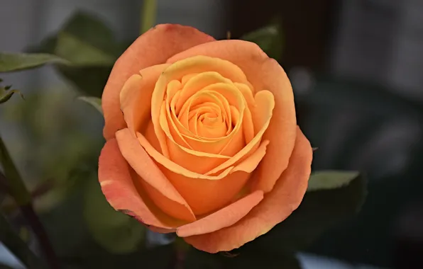 Роза, Rose, Orange rose, Оранжевая роза