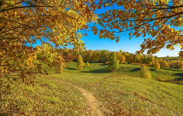 Картинка осень, солнце, деревья, листва