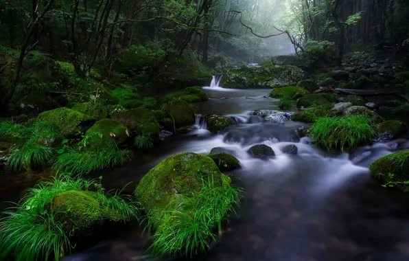 Картинка лес, лето, трава, вода, природа, река