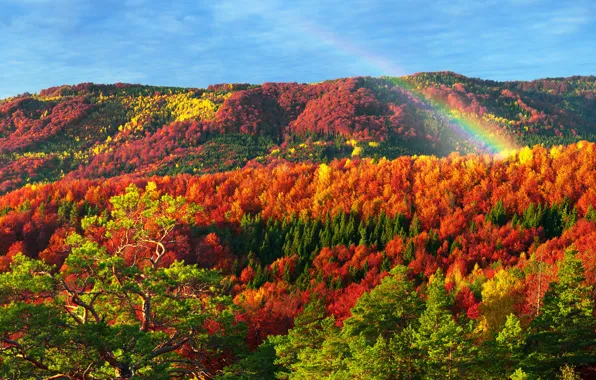 Картинка осень, лес, солнце, деревья, горы, разноцветные, Украина, золотая