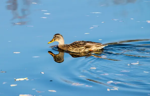 Картинка lake, reflection, duck