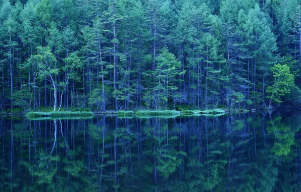 Картинка зелень, лес, деревья, озеро, отражение, весна