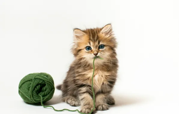Кошка, клубок, котенок, игра, белый фон, Daisy, © Benjamin Torode, зеленые нитки