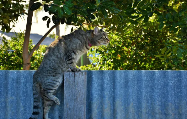 Кот, природа, забор