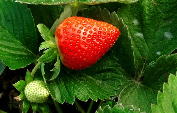 Картинка листья, макро, ягоды, клубника