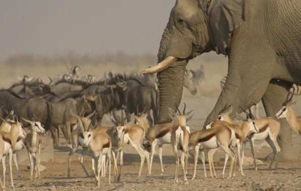 Картинка животные, слон, саванна, стадо, антилопы, Национальный парк Этоша