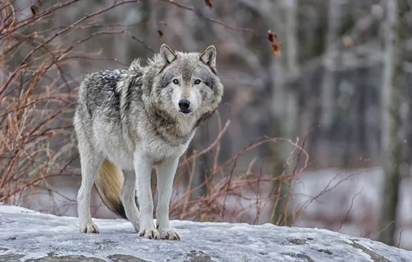 Картинка nature, predator, animal, wolf, wildlife, portrait, portrait., Canis lupus. face