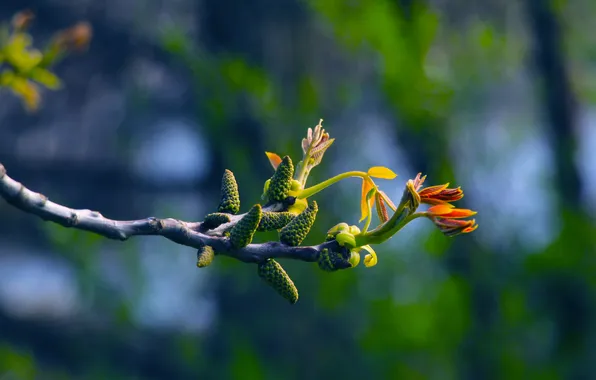 Spring, leaf, twig