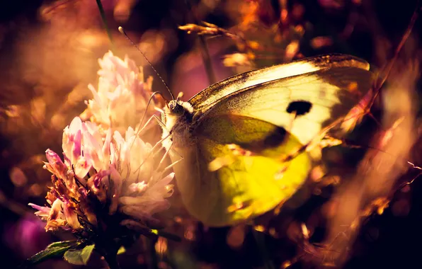 Цветок, бабочка, растения, макро. природа