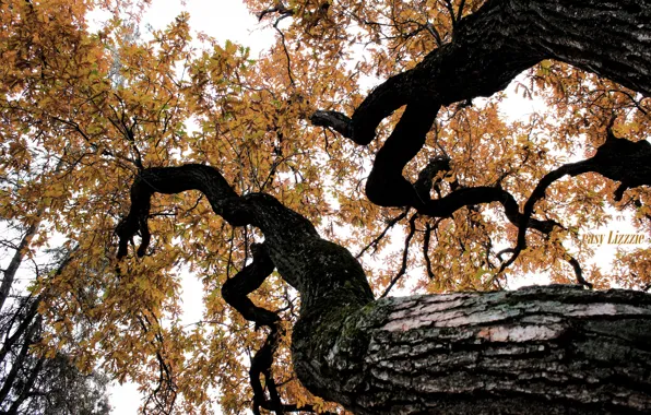 Осень, листья, дерево, кора, oak, autmn, осень в парке, дуб черешчатый