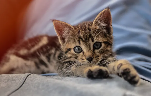 Кошка, взгляд, поза, котенок, серый, лапки, постель, лежит