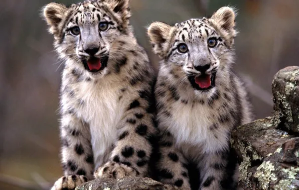 Картинка snow, -leopard, baby_animals, leopards-animals